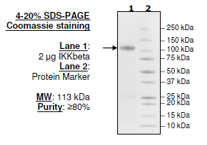 IKKβ, GST-Tag Recombinant – Figure 1 of 2
