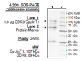 CDK9/CyclinT1, GST-Tag Recombinant – Figure 1 of 2