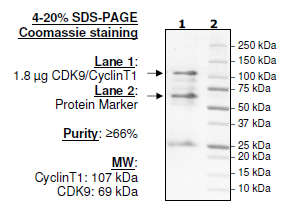 CDK9/CyclinT1, GST-Tag Recombinant – Figure 1 of 2