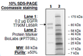 EGFR (T790M, L858R), GST-tag, His-tag Recombinant – Figure 1 of 4