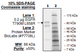 EGFR (T790M, L858R), GST-tag, His-tag Recombinant – Figure 1 of 4