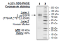 EGFR (T790M, C797S, L858R), GST-tag, His-Tag Recombinant – Figure 1 of 2