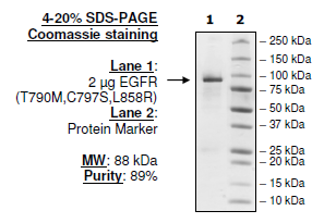EGFR (T790M, C797S, L858R), GST-tag, His-Tag Recombinant – Figure 1 of 2