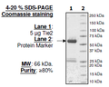 Tie2, GST-tag Recombinant – Figure 1 of 2