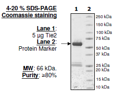 Tie2, GST-tag Recombinant – Figure 1 of 2