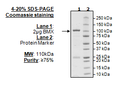 BMX, GST-tag Recombinant – Figure 1 of 2