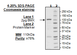 BMX, GST-tag Recombinant – Figure 1 of 2