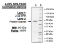 BRK, GST-tag Recombinant – Figure 1 of 2