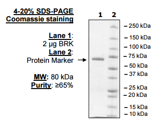 BRK, GST-tag Recombinant – Figure 1 of 2