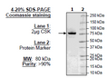 CSK, GST-His-Th-Tag Recombinant – Figure 1 of 1