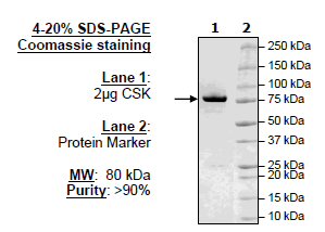 CSK, GST-His-Th-Tag Recombinant – Figure 1 of 1