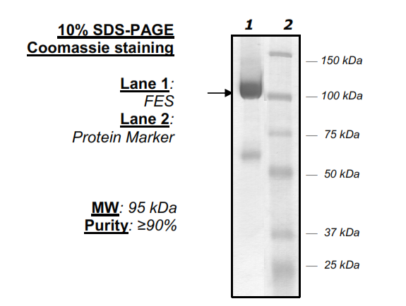 FES, His-FLAG-tag Recombinant – Figure 1 of 2