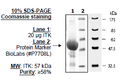 Rat ITK, GST-tag Recombinant – Figure 1 of 2