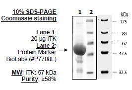 Rat ITK, GST-tag Recombinant – Figure 1 of 2