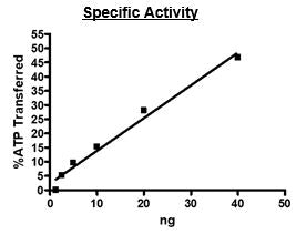 JAK2 (JH1 domain), His-Tag Recombinant – Figure 1 of 2