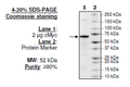 c-Myc, His-tag Recombinant – Figure 1 of 2