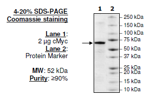 c-Myc, His-tag Recombinant – Figure 1 of 2