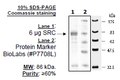 SRC, GST-tag Recombinant – Figure 1 of 2