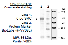 SRC, GST-tag Recombinant – Figure 1 of 2