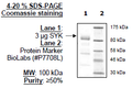 SYK, Full length, GST-tag Recombinant – Figure 1 of 3
