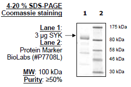 SYK, Full length, GST-tag Recombinant – Figure 1 of 3