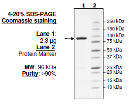 ZAP70, GST-tag Recombinant – Figure 1 of 2