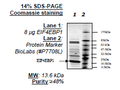 EIF4EBP1, His-tag Recombinant – Figure 1 of 2