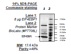 EIF4EBP1, His-tag Recombinant – Figure 1 of 2