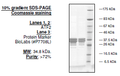 ATF2, GST-Tag Recombinant – Figure 1 of 1