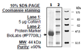 Cofilin 1, GST-tag Recombinant – Figure 1 of 1