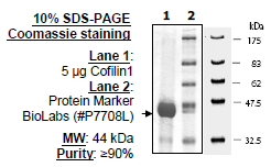 Cofilin 1, GST-tag Recombinant – Figure 1 of 1