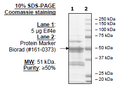 eIF4E, GST-tag Recombinant – Figure 1 of 1
