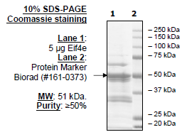 eIF4E, GST-tag Recombinant – Figure 1 of 1