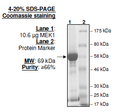 MEK1, Non-activated, GST-tag Recombinant – Figure 1 of 1