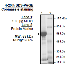 MEK1, Non-activated, GST-tag Recombinant – Figure 1 of 1