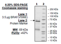 BRAF (V600E), GST-His-Tag Recombinant – Figure 1 of 3