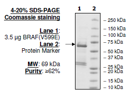 BRAF (V600E), GST-His-Tag Recombinant – Figure 1 of 3