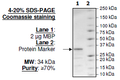 MBP, His-Tag Recombinant – Figure 1 of 2