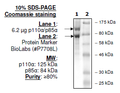 PI3 kinase (p110α/p85α) Recombinant – Figure 1 of 2