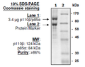 PI3 kinase (p110β/p85α), FLAG-tag Recombinant – Figure 1 of 2