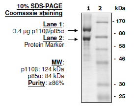 PI3 kinase (p110β/p85α), FLAG-tag Recombinant – Figure 1 of 2