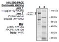 PI3 kinase (p110γ/PIK3R5) complex, His-tag, GST-tag Recombinant – Figure 1 of 1