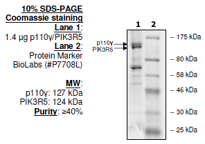PI3 kinase (p110γ/PIK3R5) complex, His-tag, GST-tag Recombinant – Figure 1 of 1