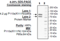 PI3 kinase p110α(K111N)/p85α Recombinant – Figure 1 of 2