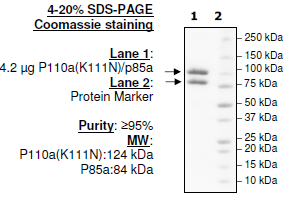 PI3 kinase p110α(K111N)/p85α Recombinant – Figure 1 of 2