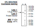 IP6K2, FLAG-His-tags Recombinant – Figure 1 of 1