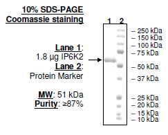 IP6K2, FLAG-His-tags Recombinant – Figure 1 of 1