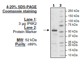 IP6K2, Biotin-labeled, His-tag, Avi-tag Recombinant – Figure 1 of 2