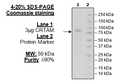 CRTAM, Fc-Fusion (IgG1), Avi-Tag Recombinant – Figure 1 of 2