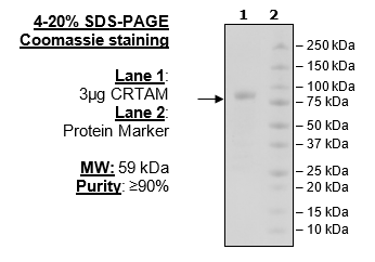 CRTAM, Fc-Fusion (IgG1), Avi-Tag Recombinant – Figure 1 of 2